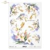 lilia, lilie, kwiat, ogród, łąka, wiosna, autorka grafiki Maria Kopeć, R900, lirio, lirios, flor, jardín, prado, primavera, Lilie, Lilien, Blume, Garten, Wiese, Frühling, lily, lilies, flower, garden, meadow, spring